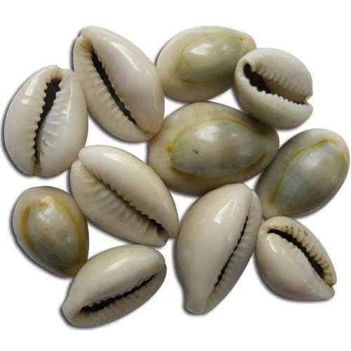 Natural Kodi ( Cowrie Shell )For Pooja 1Pc